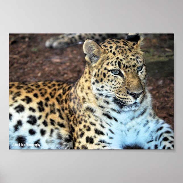 Leopard at Rest Poster (Front)
