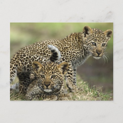 Leopard Babys Postcard