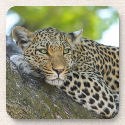 Leopard Beverage Coaster