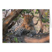 Leopard Card (Front Horizontal)