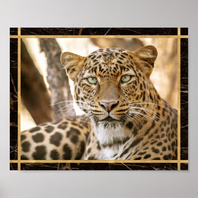 Leopard Cat Photo Image Print Poster (Front)