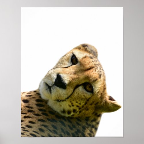 Leopard cheetah wild jungle animal photo poster