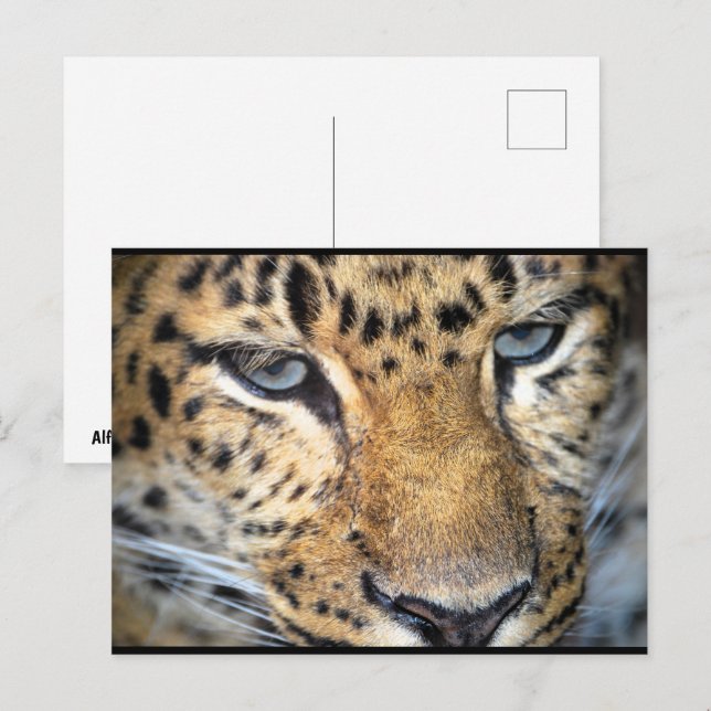 Leopard Close Up Postcard (Front/Back)