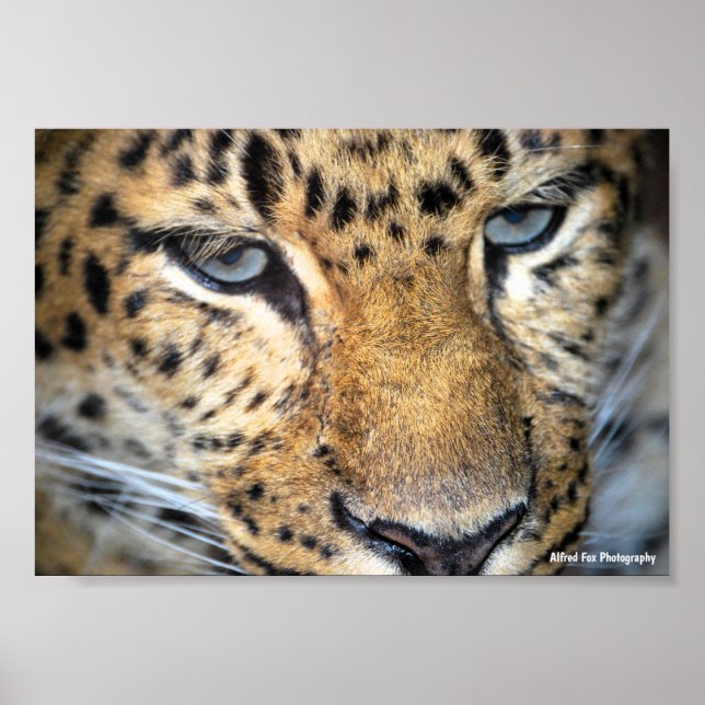 Leopard Close Up Poster (Front)