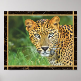 Leopard Closeup Photo Image Print Poster