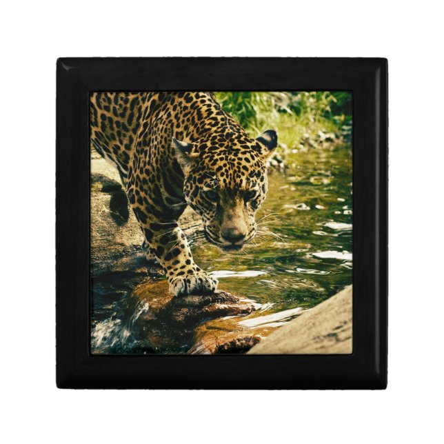 Leopard Crossing a Stream Photograph Gift Box (Front)