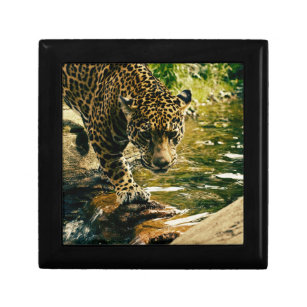 Leopard Crossing a Stream Photograph Gift Box