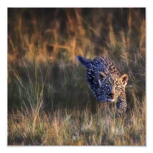Leopard Cub Panthera Pardus as seen in the Photo Print