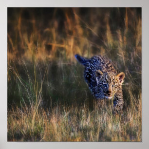Leopard Cub Panthera Pardus Poster