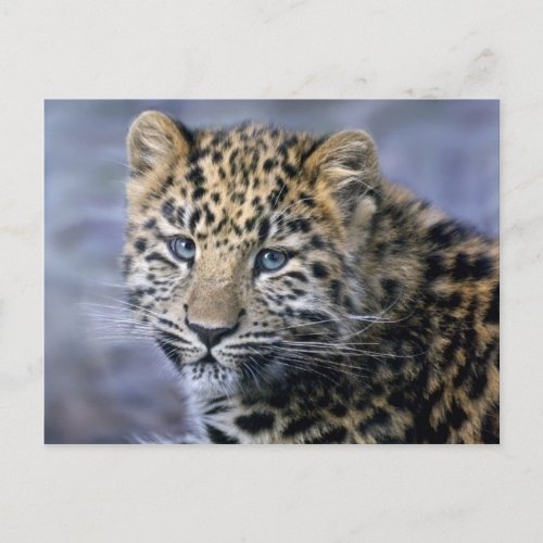 Leopard Cub Postcard