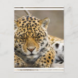 Leopard Cub Postcard
