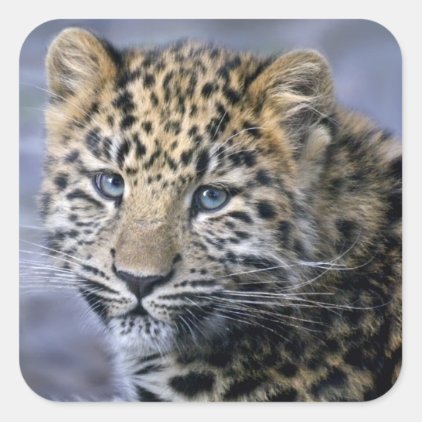 Leopard Cub Sticker