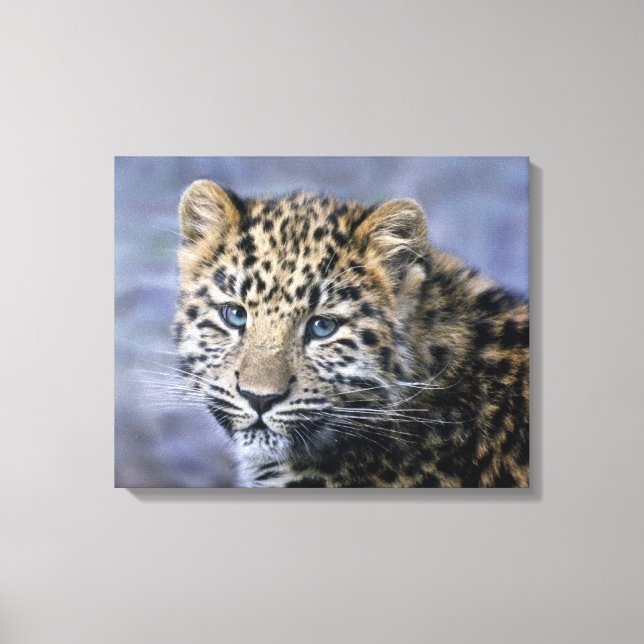 Leopard Cub Wrapped Canvas Print (Front)