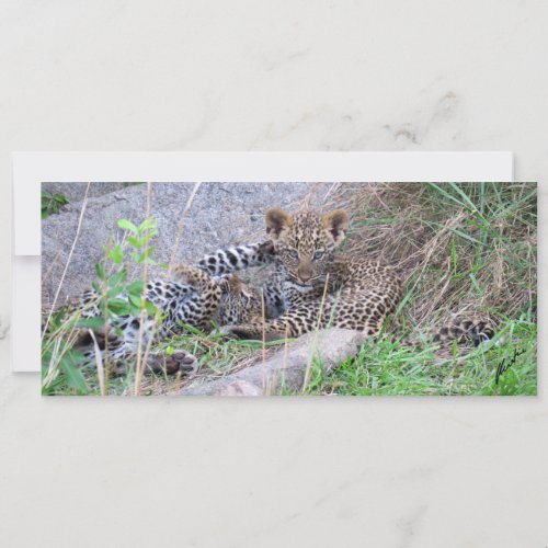 Leopard Cubs Flat Card 4 x 925 in
