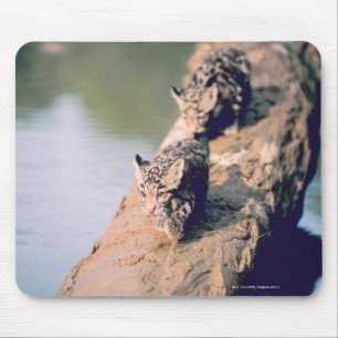 Leopard cubs on log mouse pad