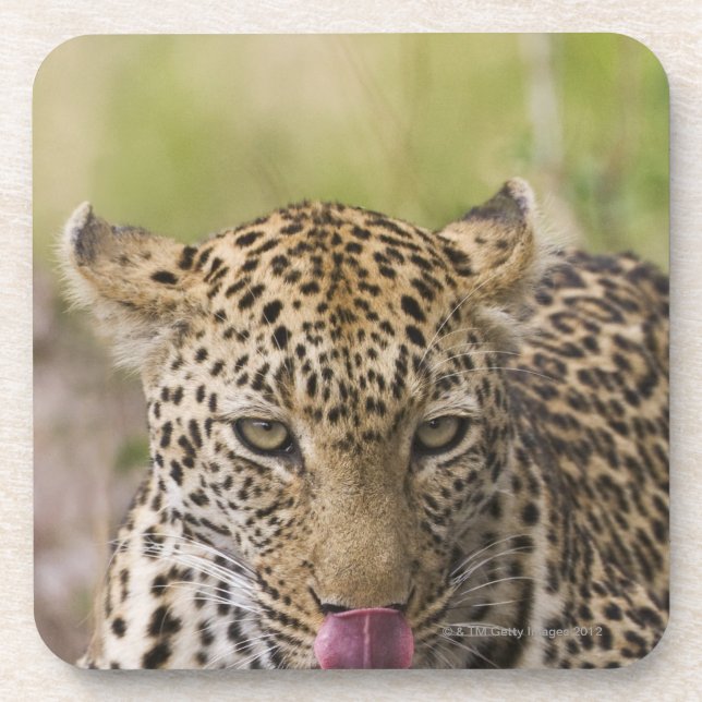 Leopard Drink Coaster (Front)