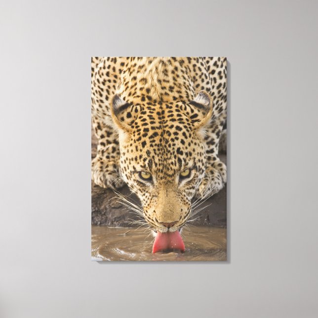 Leopard drinking, Greater Kruger National Park, Canvas Print (Front)
