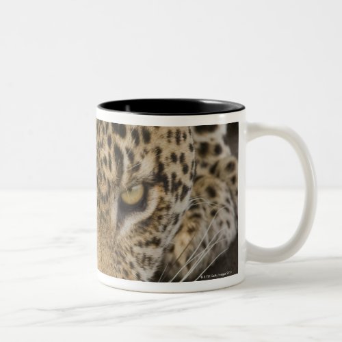 Leopard drinking Greater Kruger National Park Two_Tone Coffee Mug