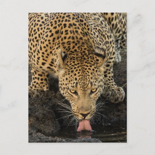 Leopard drinking South Africa Postcard