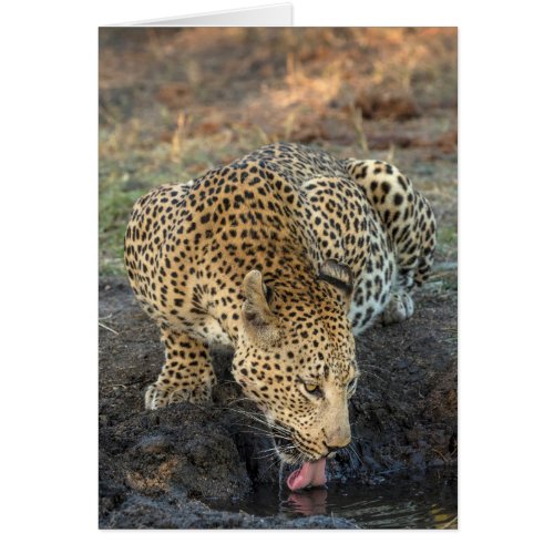 Leopard Drinking Water