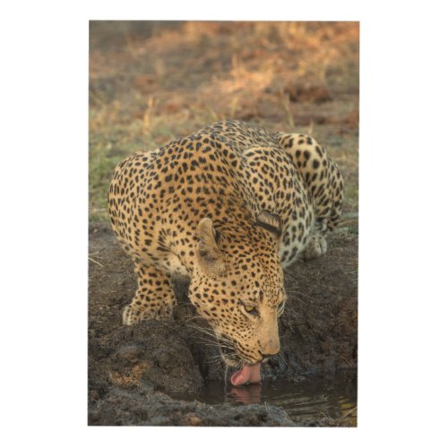 Leopard Drinking Water Wood Wall Art