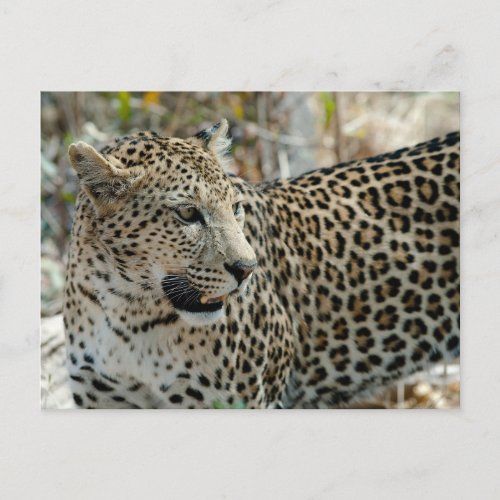 Leopard Face Side View Postcard