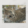 Leopard Face Side View Postcard