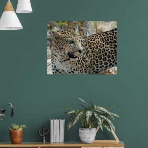Leopard Face Side View Poster