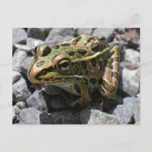 Leopard Frog Post Card