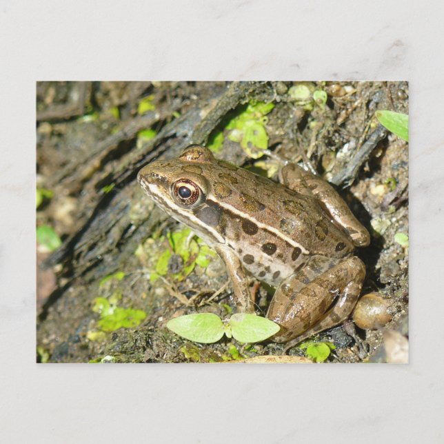 Leopard Frog Postcard (Front)