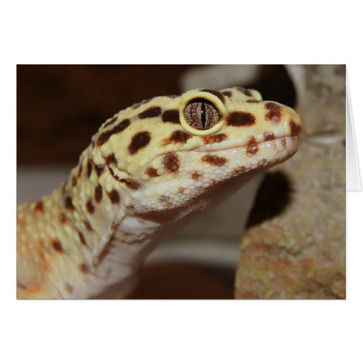 Leopard Gecko (Front Horizontal)