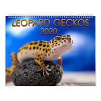 Leopard Gecko 2020 Calendar (12 Month)