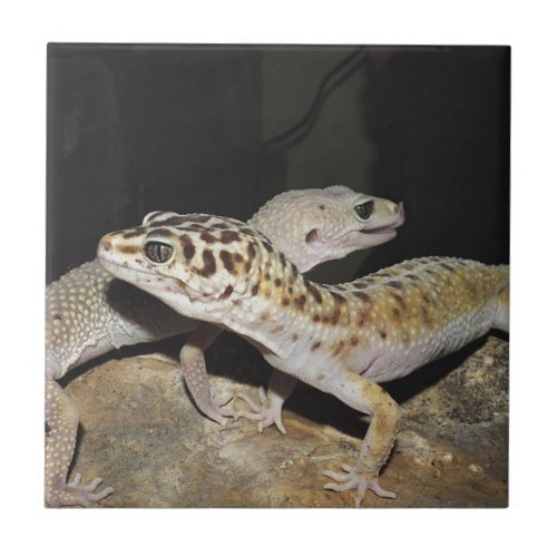 Leopard gecko design for all ceramic tile