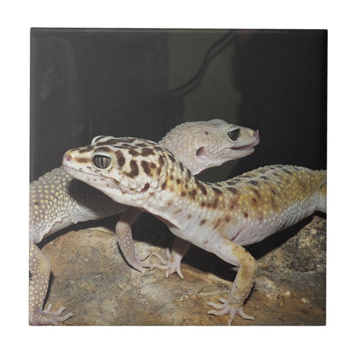 leopard gecko tile