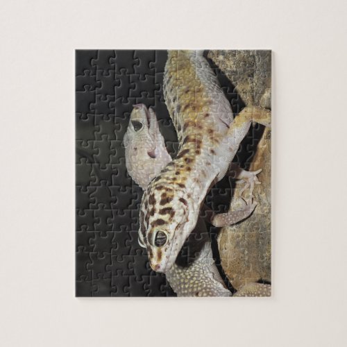 Leopard gecko design for all jigsaw puzzle