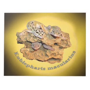 Leopard gecko design for all! notepad