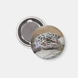 Leopard Gecko Eyes Mouth Face Close Up Magnet