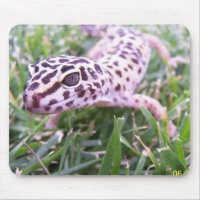 Leopard Gecko