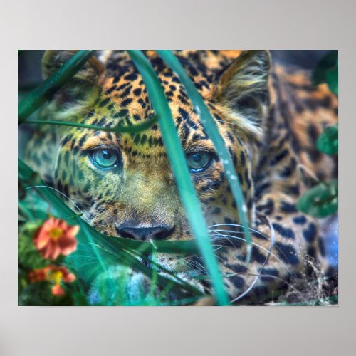 LEOPARD GREEN EYES GAZER POSTER