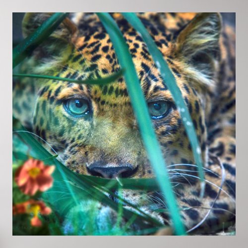 LEOPARD GREEN EYES GAZER POSTER