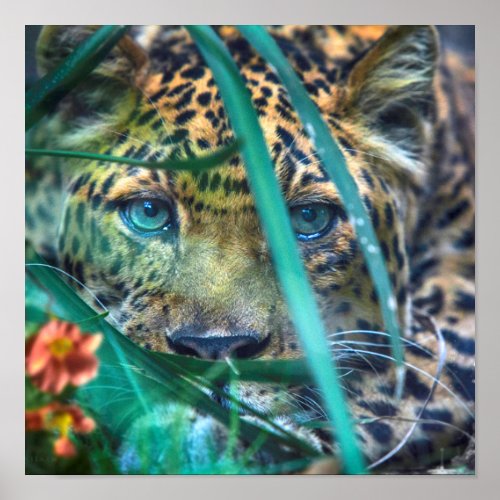 LEOPARD GREEN EYES POSTER