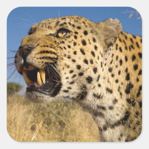 Leopard Growling Square Sticker