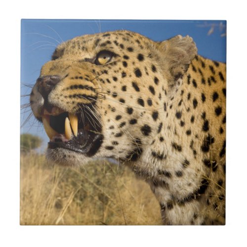 Leopard Growling Tile