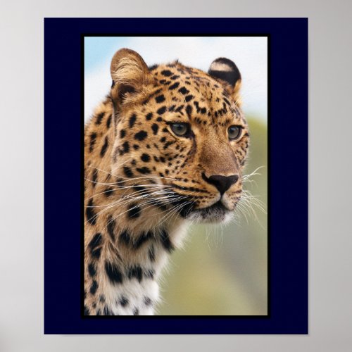 Leopard Head Shot Poster