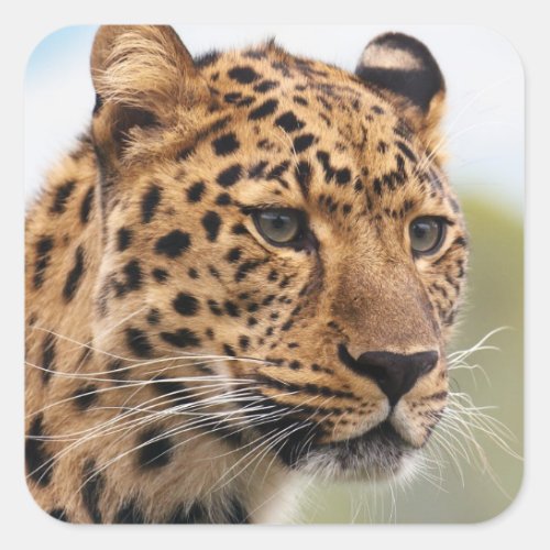 Leopard Head Shot Square Sticker