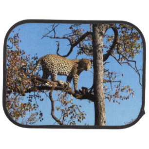 Leopard in a Tree in Africa Car Floor Mat
