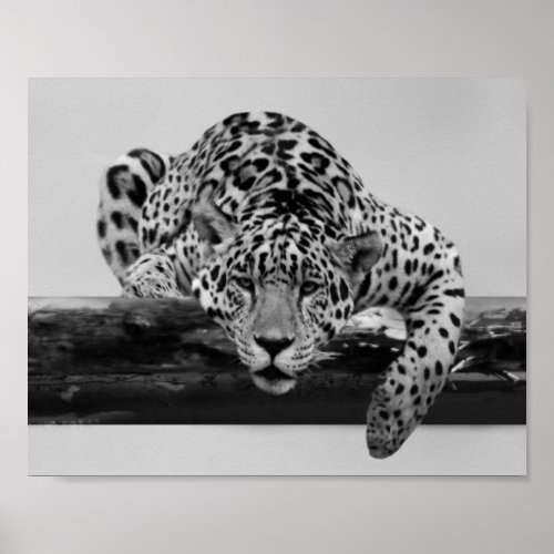 Leopard in black and white poster