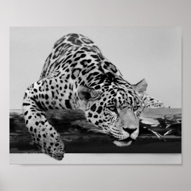 Leopard in black and white poster (Front)