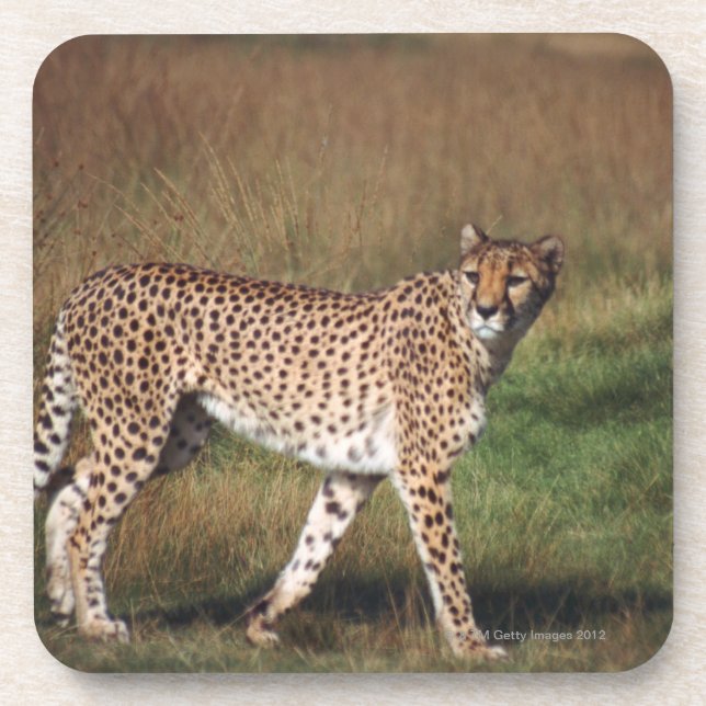 Leopard in plain drink coaster (Front)