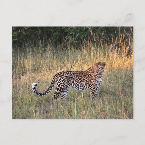 Leopard in Savanna Postcard